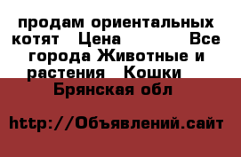 продам ориентальных котят › Цена ­ 5 000 - Все города Животные и растения » Кошки   . Брянская обл.